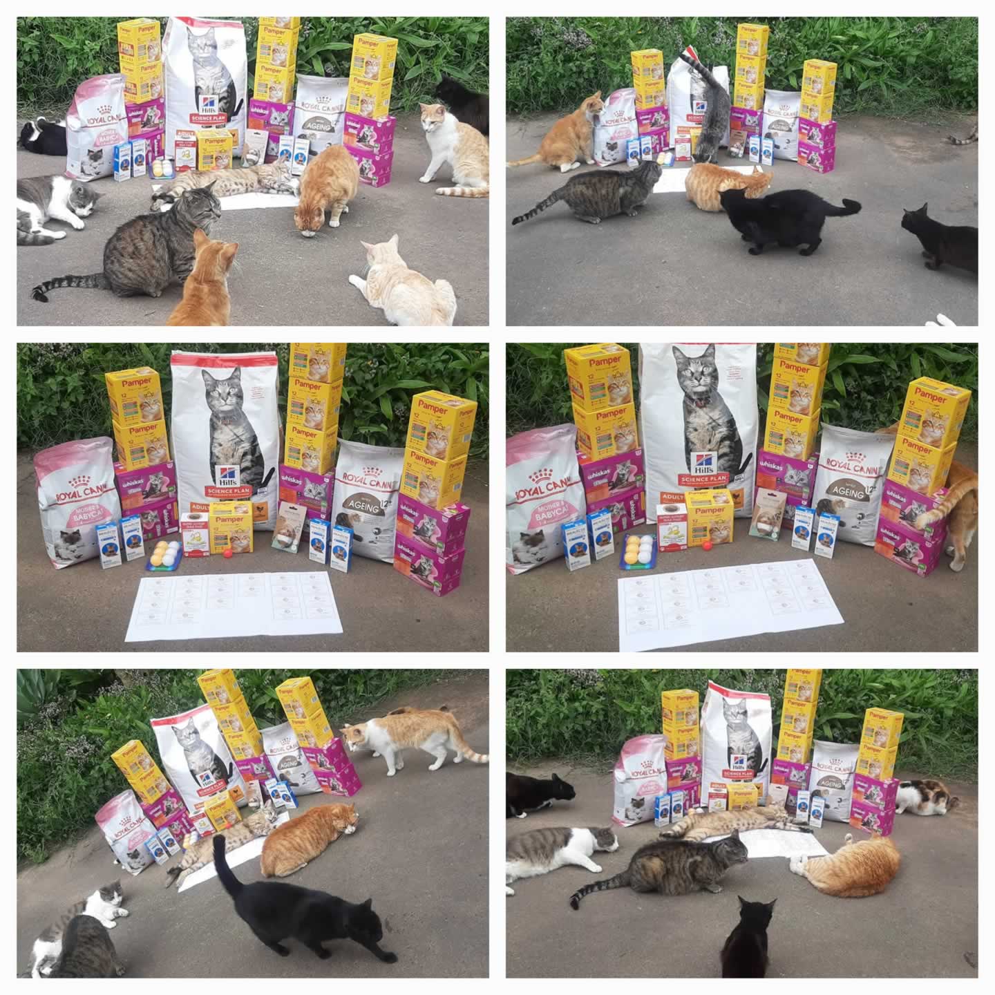 A small Rescue & Rehab Centre 
